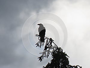 Corvus frugilegus in the evening on top of a tree photo