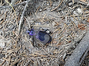 Big black blue bug beetle