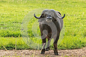 Big Black Buffalo in the Mikumi National Park, Tanzania