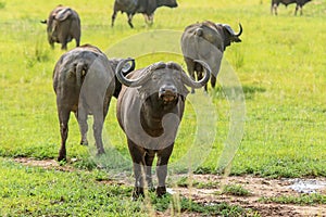 Big Black Buffalo in the Mikumi National Park, Tanzania