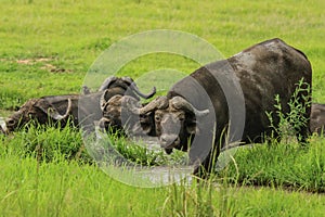 Big Black Buffalo in the Mikumi National Park, Tanzania