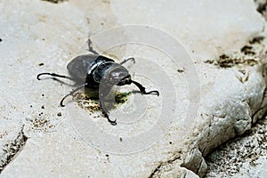 Big black bug crawling on a stone