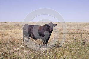 The big black bull in Praire photo