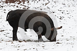 A big black bull in the snow training to fight in the arena. Bullfighting concept. Selective focus