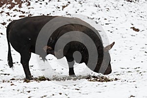 A big black bull in the snow training to fight in the arena. Bullfighting concept. Selective focus