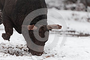 A big black bull in the snow training to fight in the arena. Bullfighting concept. Selective focus