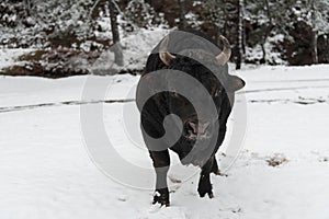 A big black bull in the snow training to fight in the arena. Bullfighting concept. Selective focus
