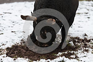 A big black bull in the snow training to fight in the arena. Bullfighting concept. Selective focus