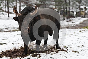 A big black bull in the snow training to fight in the arena. Bullfighting concept. Selective focus