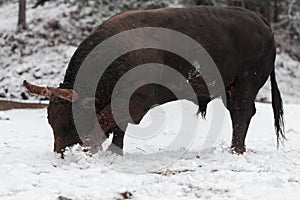 A big black bull in the snow training to fight in the arena. Bullfighting concept. Selective focus