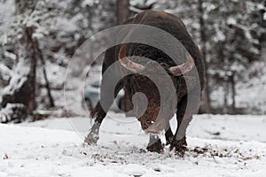 A big black bull in the snow training to fight in the arena. Bullfighting concept. Selective focus