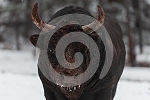 A big black bull in the snow training to fight in the arena. Bullfighting concept. Selective focus