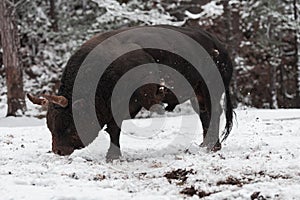 A big black bull in the snow training to fight in the arena. Bullfighting concept. Selective focus