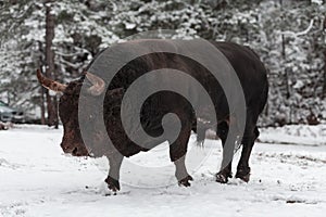 A big black bull in the snow training to fight in the arena. Bullfighting concept. Selective focus