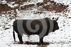 A big black bull in the snow training to fight in the arena. Bullfighting concept. Selective focus