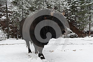 A big black bull in the snow training to fight in the arena. Bullfighting concept. Selective focus