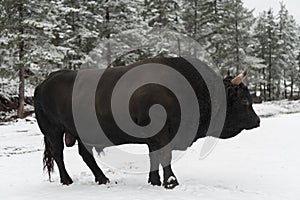 A big black bull in the snow training to fight in the arena. Bullfighting concept. Selective focus