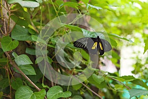 Big black butterfly on green leaf