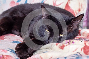 Big black cat at home closeup portrait