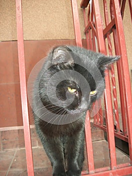 Big black cat with yellow eyes