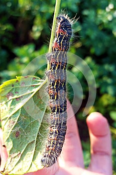 Big black caterpillar eating leaf of currant, hand holding