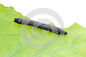 Big black caterpillar on a leaf