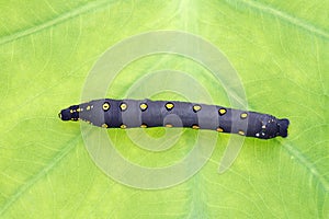 Big black caterpillar on a leaf