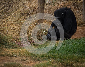 Big black chimpanzee sitting on a meadow