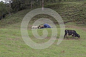 A big black cow and a curios sheeps in front of a blue camping tend