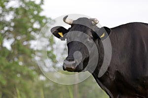 Big black cow on a summer day at countryside.