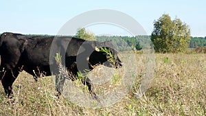 A big black cow walks across the field, and a small calf walks behind it. Cattle grazing in the field. Meat Production