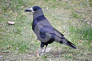 Big black crow