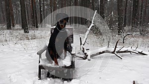 Big black doberman sits on armchair in winter forest among falling snowflakes in slowmo