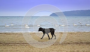 Big black dog on the beach