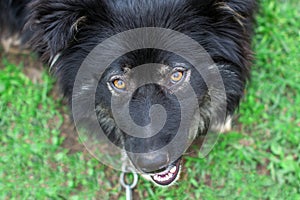 The big black dog on the chain looks up sadly. A sad pet look up at a person. The hungry look of a stray dog chained up