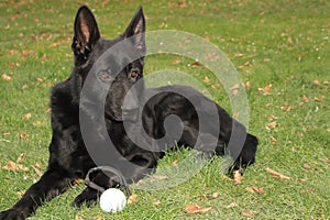 A big black dog German Shepherd with big brown eyes lies on green grass with daisy and leafes at sunny day with his toy