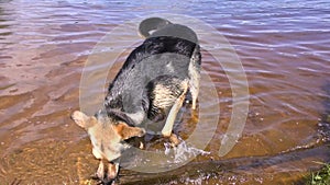 Big black dog gets the stick out of the water