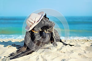 Big black dog in hat on seaside
