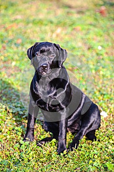 Big black dog labrador retriever in nature
