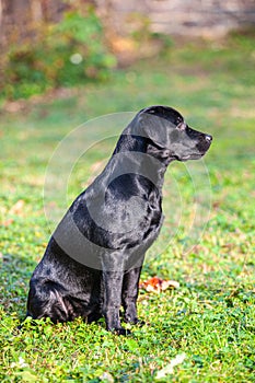 Big black dog labrador retriever in nature