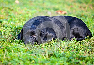 Big black dog labrador retriever in nature
