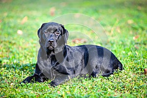 Big black dog labrador retriever in nature