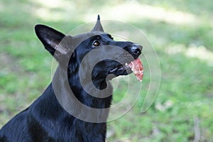 Big black dog with piece of raw meat in the mouth. Shepherd trained of obedience.