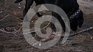 A big black dog is playing on the street, gnawing a stick. HD, 1920x1080, slow motion