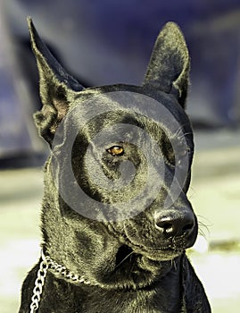 Big black dog portrait with blurred background. Outdoors, daylight