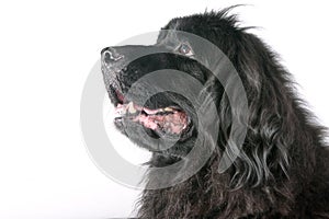 Big black dog portrait photo