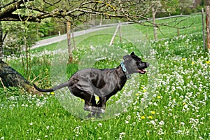 Big black dog, pure bred Cane Corso, running in the meadow