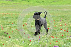 Big black dog runs on a blossoming tulip field in the steppe