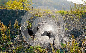 A big black dog shaking off drops of water