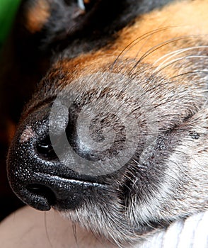 Big Black Dog Snout photo